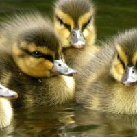 New Ducklings 