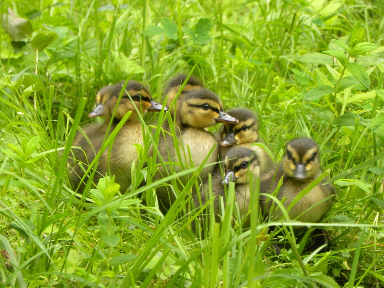 A ________ of Ducklings?